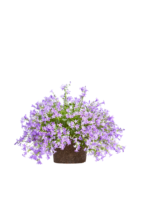 Campanula portenschlagiana